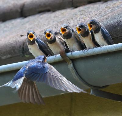 Accueillir la biodiversité dans le bâti