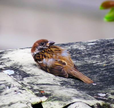 Sauver la faune sauvage en détresse
