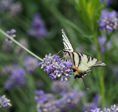 Accueillir la biodiversité au jardin