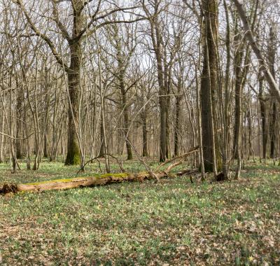 Évaluer le potentiel d'accueil en biodiversité d'une forêt