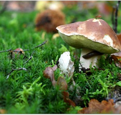 Parler de la biodiversité forestière dans ma classe 