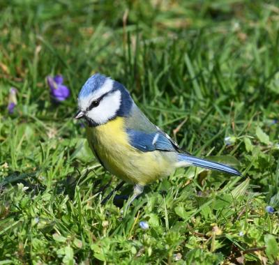 Contribuer à un inventaire participatif : suivre les oiseaux communs