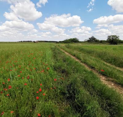 L'agriculture en Centre-Val de Loire, premiers résultats du recensement agricole 2020