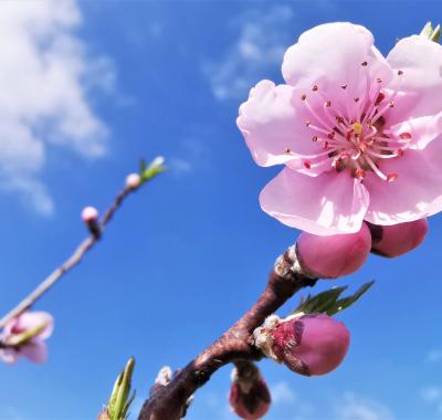 Printemps