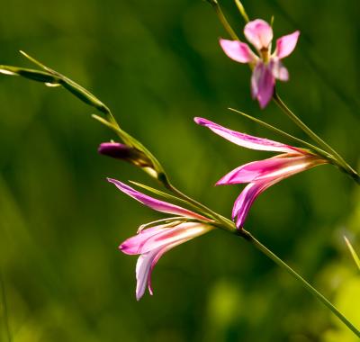 Les rendez-vous nature du printemps