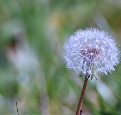 Les causes de perte de la biodiversité