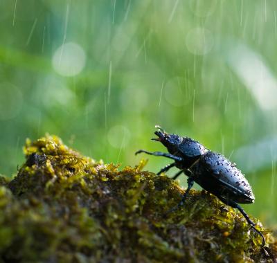 La biodiversité, tissu vivant de notre planète