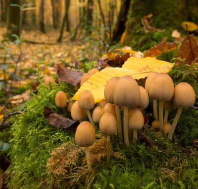 Les rendez-vous nature de l'automne