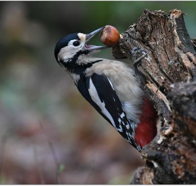 La biodiversité, des services irremplaçables