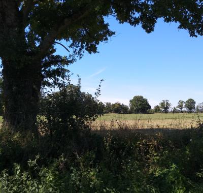 Bocage et bois-énergie à Marçais (18)