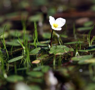 Espèces et habitats emblématiques