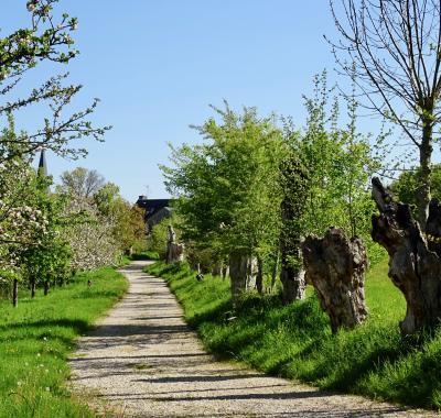 La trogne, arbre paysan emblématique du Centre-Val de Loire