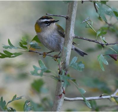 La biodiversité en chiffres