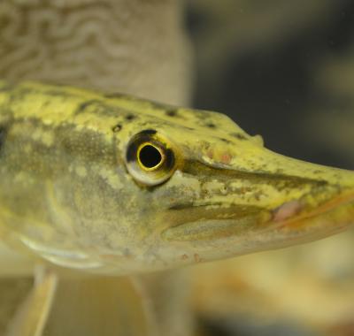 Le Brochet, un redoutable carnassier