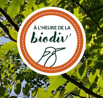 Les webinaires : À l'heure de la biodiv' !