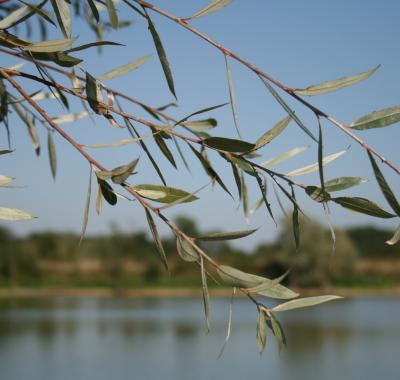 Le Saule blanc, l'arbre qui soulage les douleurs