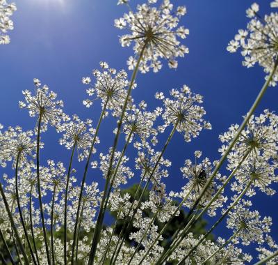 La biodiversité, des services irremplaçables