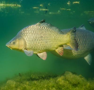 La Carpe, un robuste poisson fouisseur