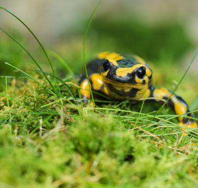 Connaître la biodiversité de mon territoire