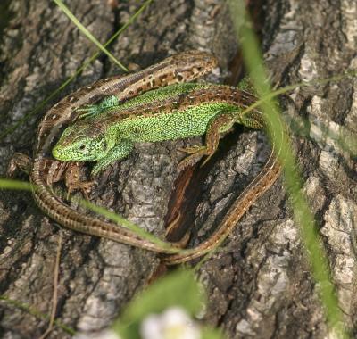 Fiches espèces et habitats emblématiques