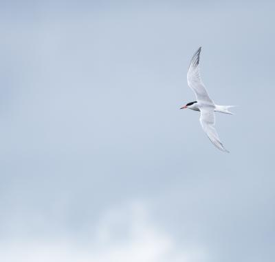 Les sternes, des hirondelles de mer... sur la Loire !