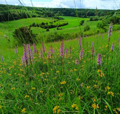 Les réserves naturelles régionales