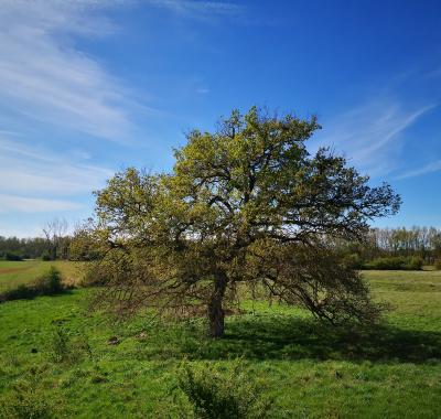 Indicateur | Évolution de l'occupation des sols et des prairies