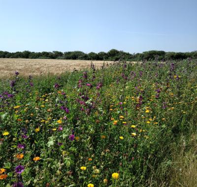 La zone test agricole en faveur de la biodiversité