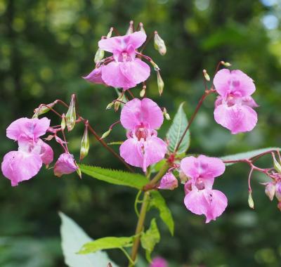Indicateur | État et suivi des plantes exotiques envahissantes