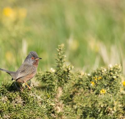 Le réseau Natura 2000 a 30 ans !