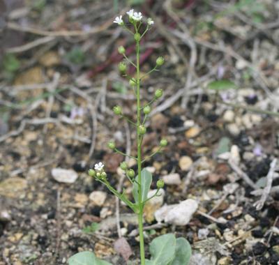 Sortie botanique à la Réserve naturelle régionale du marais de Taligny (37) | CBNBP