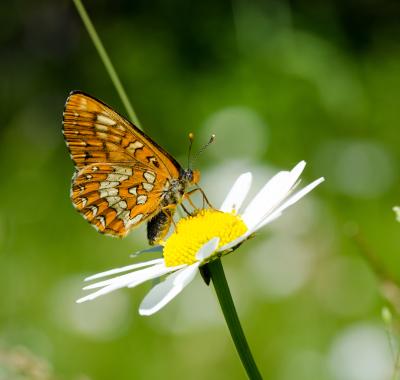 Contribuer à un inventaire participatif : le suivi temporel des papillons de jour