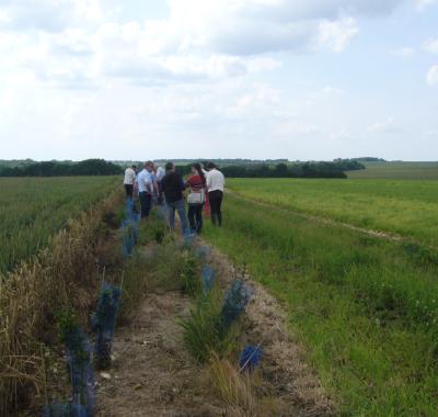 "Des bouchures pour demain" le Pays Castelroussin Val de l'Indre organise une opération collective de plantation de haies