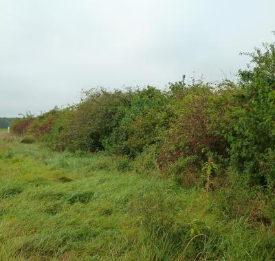 "Plantons le Décor" en Pays de Bourges, pour requalifier les paysages