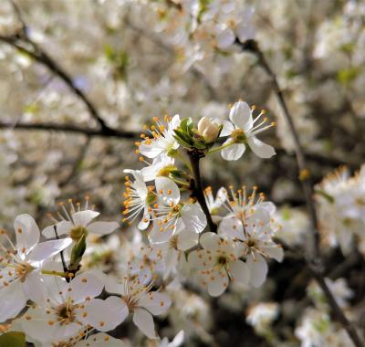 Collecte et mise en culture d'arbres et arbustes sauvages et locaux