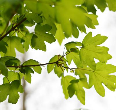 Liste des essences locales pour une plantation de haies bocagères | PNR Perche