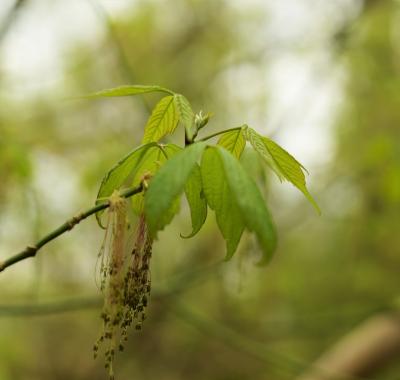 Les plantes invasives en région, GTPI - JT Plantons local -2019