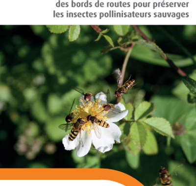 La gestion des bords de routes pour préserver les pollinisateurs sauvages