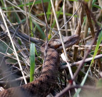 Connaissance de la biodiversité animale régionale, chiffres 2015