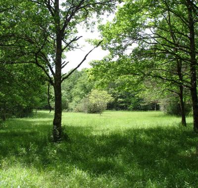 Biodiversité, forêt et surfaces protégées, chiffres 2020