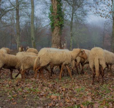 Gestion de la biodiversité domestique, chiffres 2020