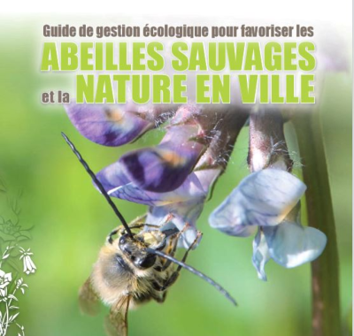 Guide de gestion écologique pour favoriser les abeilles sauvages et la nature en ville