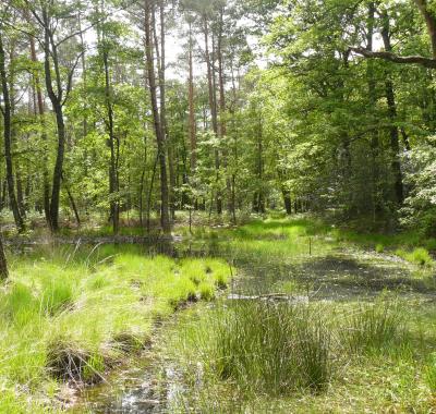 Biodiversité, forêt et gestion durable, chiffres 2018 et 2020