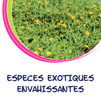 Espèces exotiques envahissantes du milieu aquatique en Centre-Val de Loire