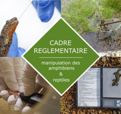 Manipulation des amphibiens et reptiles - cadre réglementaire