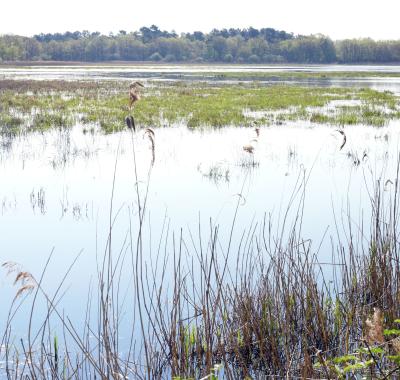 Chiffres-clefs de la biodiversité en France et en Centre-Val de Loire