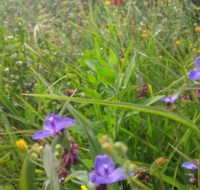 Favoriser la biodiversité, guide des bonnes pratiques