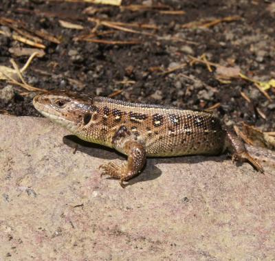 Fiche espèce emblématique : le Lézard des souches