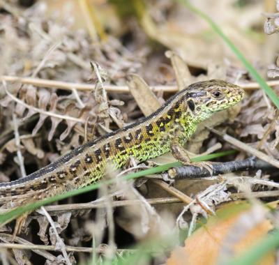 Fiche espèce emblématique : le Lézard des souches