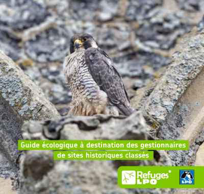 Aigle botté - LPO (Ligue pour la Protection des Oiseaux) - Agir pour la  biodiversité